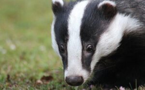 Barnaby's Big Song: A Badger's Journey to Musical Stardom