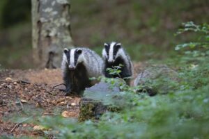 Barnaby the Badger Learns to Share