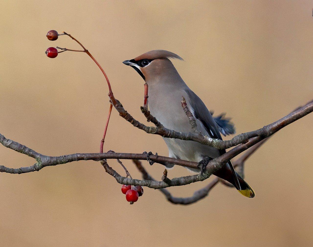 The Little Wooden Bird