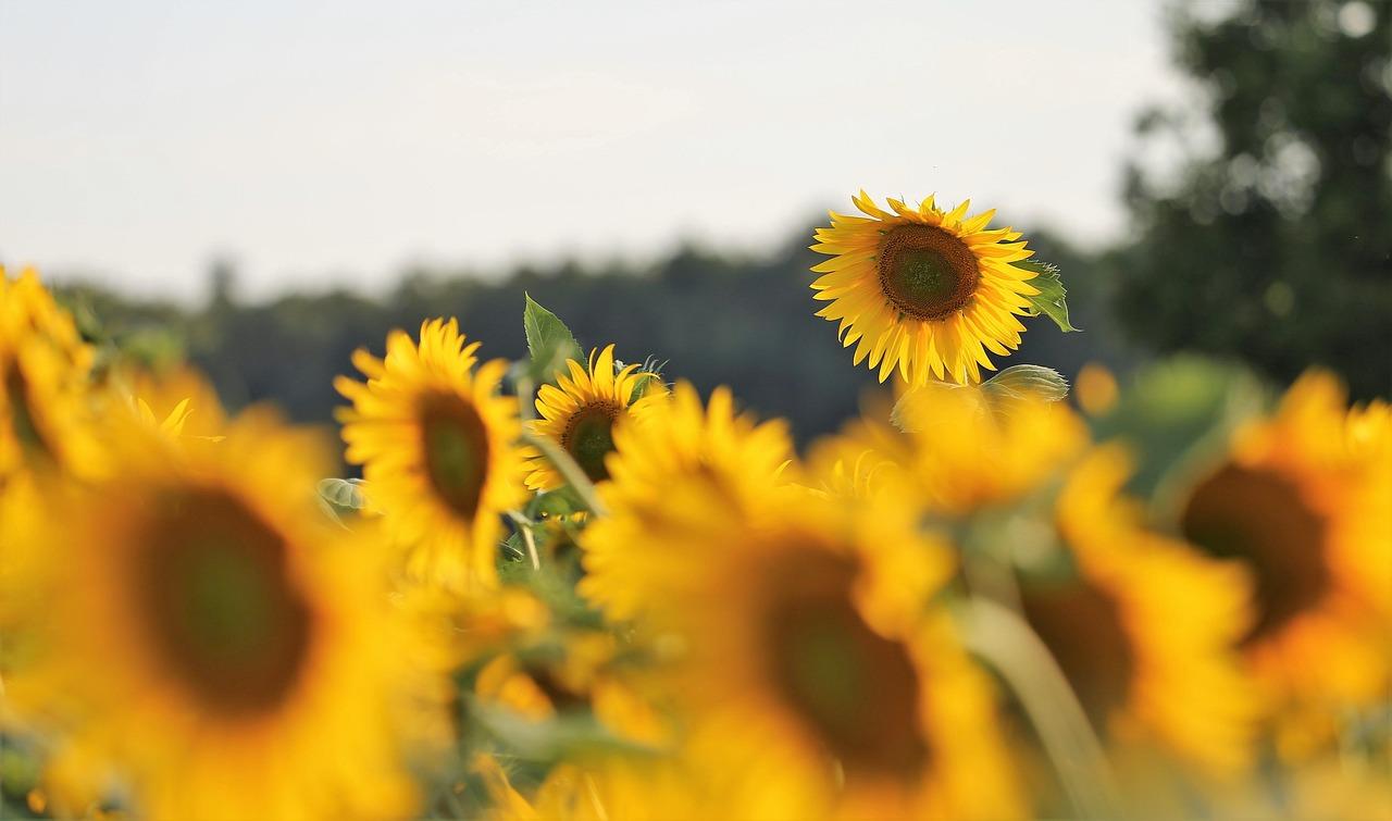 The Whispering Woods and the Sunflower Seed